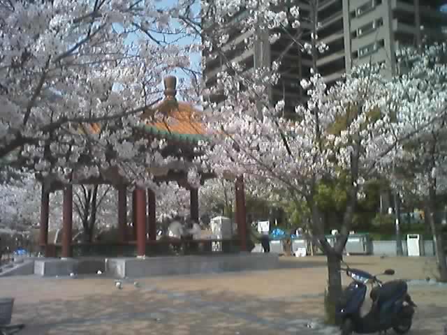 Cherry trees

