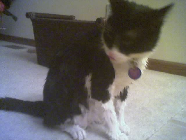 Wet cat
