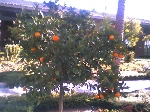 Oranges....