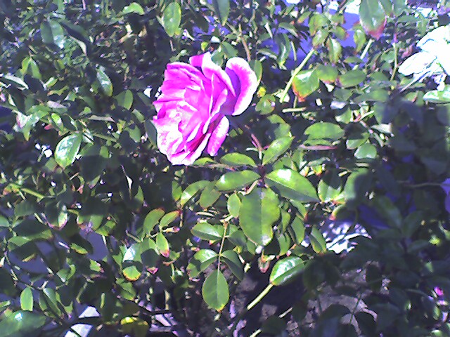 01-01-07_112908_01.jpg